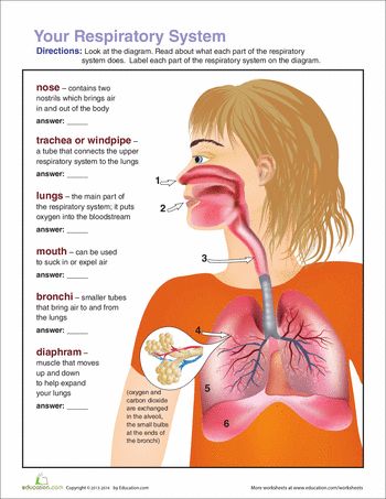 Classical Conversations week 10 cycle 3 Worksheets: Respiratory System Diagram Digestion Worksheet, Respiratory System Diagram, Human Respiratory System, Human Body Unit, Printable Lesson Plans, Respiratory Therapy, Science Lesson Plans, 5th Grade Science, Physical Education Games