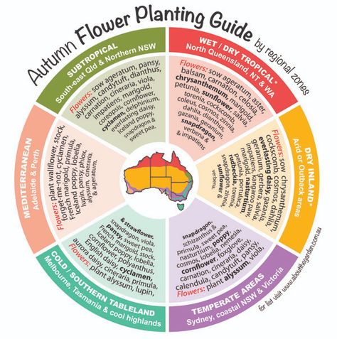 Planting Guide Australia, Grow Garlic Indoors, Flower Planting Guide, Vegetable Planting Guide, Victory Gardens, Oregano Plant, Vegetable Planting, Planting Potatoes, Garden Magazine