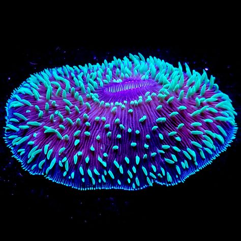 Bioluminescence Underwater, Art Journal Challenge, Brain Coral, Alien Plants, Black Light Posters, Underwater Art, Saltwater Tank, Mixed Media Sculpture, Sensory Room