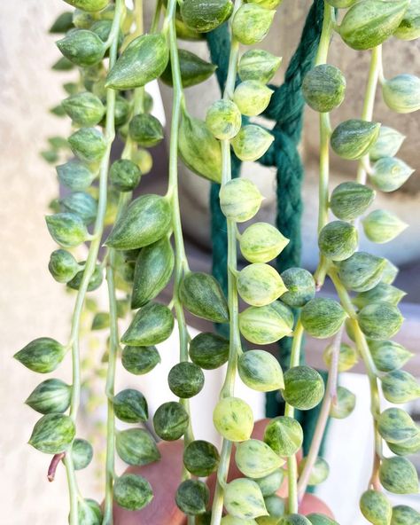 Angels Tears Plant, Angel Tears, Wishlist Plants, Succulent Plant, Plant Lady, Cacti And Succulents, Succulent, Love It, Grapes