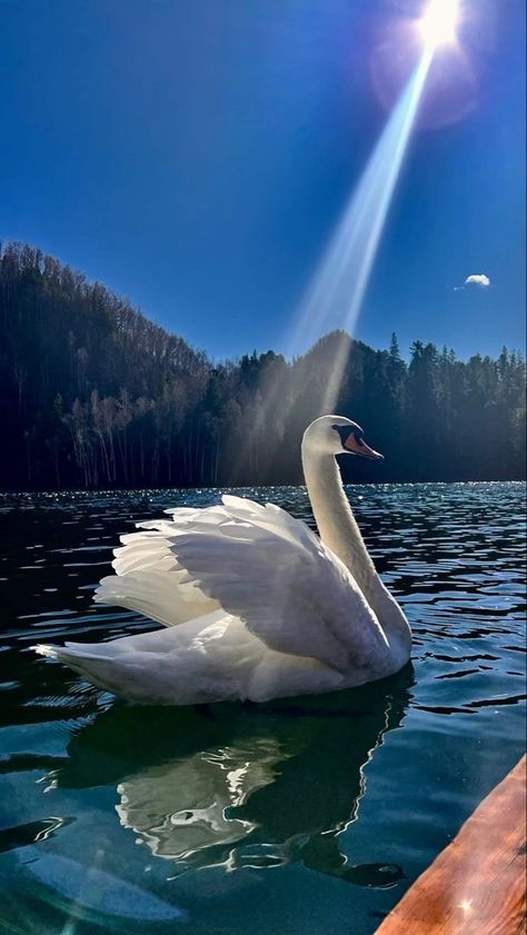 White Swan, Blue Sky, Florida, Birds, Lake, On Instagram, Blue, White, Instagram