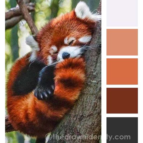 Animal Colour Palettes | The Drawn Identity | Amanda Lee Red Panda Color Palette, Teal Mood Board, Colour Palate, Amanda Lee, Room Vibes, Cool Color Palette, Color Palette Challenge, Red Pandas, Red Colour Palette