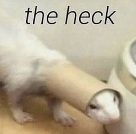 Image Meme, Response Memes, Lol Memes, Quality Memes, Funny Reaction Pictures, Wholesome Memes, Meme Faces, What’s Going On, Ferret