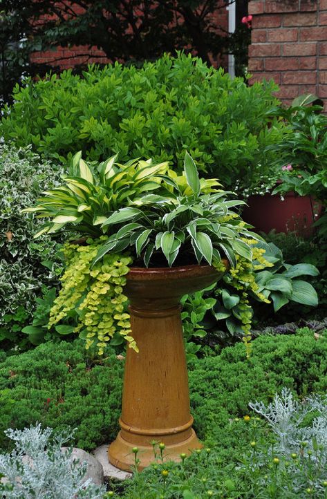 3 BEAUTIFUL BIRDBATH PLANTERS Bird Bath Planter, Yummy Veggies, Creeping Jenny, Real Estat, Have Inspiration, Garden Containers, Vegetable Gardening, Shade Plants, Garden Ornaments