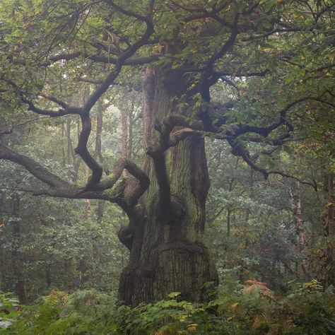 Dark Naturalism, Fairy Grunge Aesthetic, Dark Fairycore, Sherwood Forest, Dark Fairy, Forest Photography, Forest Fairy, Dark Forest, Nature Aesthetic