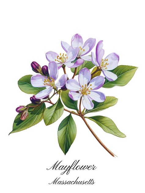 "Massachusetts State Flower-Mayflower" Poster for Sale by Counterbalance Dzigns Mayflower Flower, Mayflower Art, Massachusetts Tattoo, Outline Drawing, Outline Drawings, May Flowers, Flowers And Leaves, Botanical Illustration, Back Tattoo