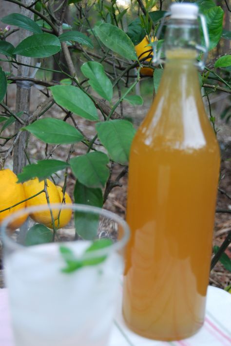 Lemon Barley Cordial – julia's pantry Barley Water Recipe, Lemon Barley Water, Barley Water, Cordial Recipe, The Greeks, Grain Foods, Water Recipes, Sugar Free Recipes, Lemon Recipes