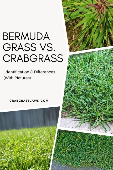 Bermuda Grass vs. Crabgrass: Identification & Differences (With Pictures) Bermuda Grass, Miles Apart, The Words, To Tell, Reading