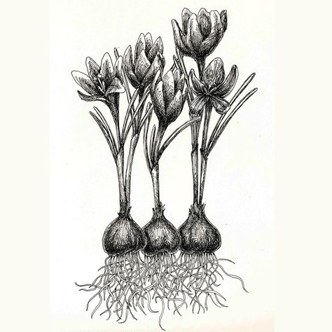 crocus with bulbs, roots and flowers Flower Roots, Roots Illustration, Roots Drawing, Crocus Bulbs, Spring Bulbs, Ink Drawings, Slow Stitching, Plant Roots, Simple Flowers