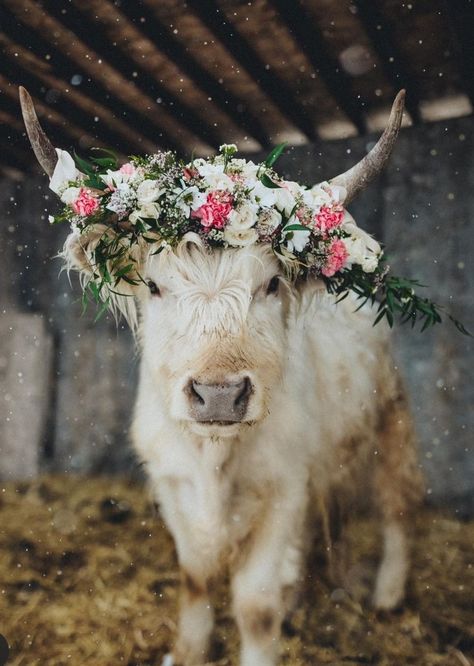 Astrology Pictures, Cute Country Wallpapers, Cow With Flower Crown, Pigs Quote, Aztec Wallpaper, Cow Shed, Prairie Rose, Animal Art Projects, I Love Cows