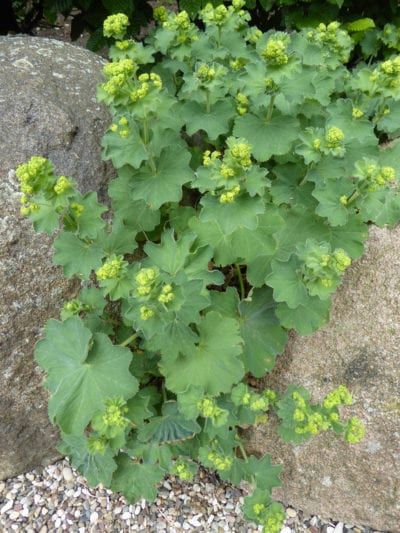 Ladies Mantel Plant, Lady's Mantel Flower, Lady Mantle Plant, Lady’s Mantle Companion Plants, Ladies Mantle Plant, Lady's Mantle Plant, Ladys Mantle Companion Plants, Lady’s Mantle, Ladys Mantel