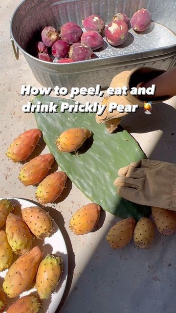 Mona B. | The Prickly Pear on Instagram: "not only is prickly pear magic for your skin, drinking it is super tasty on hot summer days 🌵🍹🌞 Prickly Pear cactus produce these fruit and are used abundantly in Hispanic cultures and cultures around the world known as tunas or Indian fig. Grateful to the native communities that have discovered the power of these plants- I’m just here to further their message! You can pretty much benefit and eat from every part of the cactus including it’s fruits and Prickly Pear Ice Cream, Cactus Pear Recipe, Cactus Benefits, Prickly Pear Recipes, Cactus Food, Pear Ice Cream, Magic Sauce, Cultures Around The World, Hispanic Culture