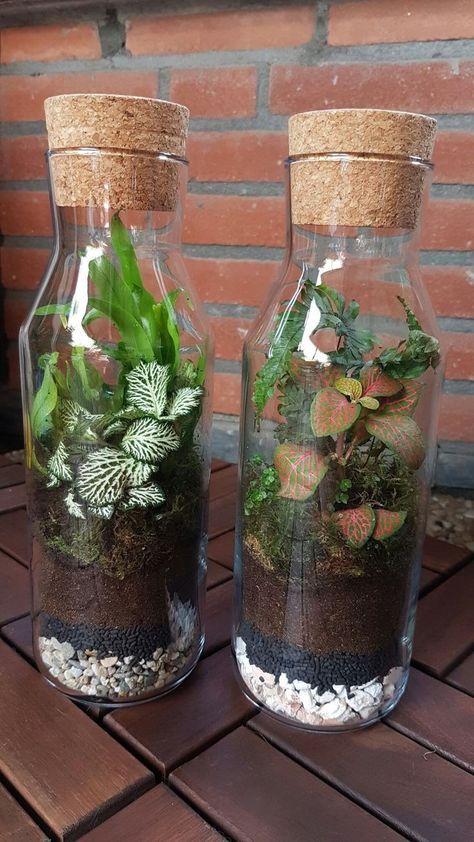 Mini Closed Terrarium, Closed Terrarium Design, Mini Ecosystem Diy, Closed Plant Terrarium, Ecosystem Jar, Mini Terrarium Ideas, Mini Terrarium Diy, Indoor Ecosystem, Ecosystem In A Jar