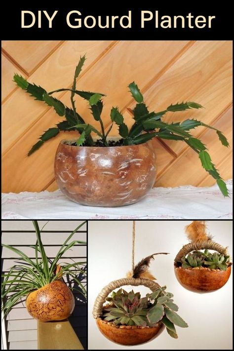 Gourd Planters Diy, Birdhouse Gourds Ideas, Gourd Planters, Growing Gourds, Grass Craft, Painting Gourds, Gourd Projects, Gourds Diy, Birdhouse Gourds