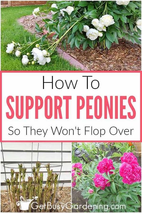 Learn how to support delicate peony flowers so they won’t fall over, or flop to the ground every spring. You can make homemade peony supports with just a few simple materials, and these step by step instructions. Find plenty of premade and DIY cage ideas here. Pick the perfect way to stake drooping peonies based on size. And learn when the best time is to install your structure to have long-lasting, upright blooms this summer. Grow healthy and happy plants with these support tips and tricks. Peony Care Tips, Peony Support, Peony Care, Garden Planning Layout, Planting Peonies, Growing Peonies, Vertical Gardening, Flower Gardening, Peonies Garden