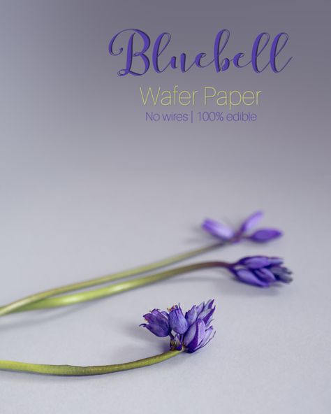 Blooming bluebell buds entirely made with wafer paper, contains no wires. #waferpaper #waferpaperflowers #waferpaperart #waferpaperbuds #waferpaperbluebells #waferpaperart #waferpaperdecoration Wafer Paper Tutorial, Flowers In The Attic, Wafer Paper Flowers, Cake Decorating Videos, Wafer Paper, Cake Tutorial, Edible Art, Paper Roses, Paper Decorations