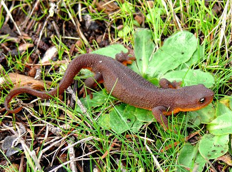 Rough-Skinned Newt - Taricha granulosa! Common during the rainy season along the Oregon Coast, these are the most toxic of all American salamanders. This one was in Port Orford in Curry County, Oregon. Rough Skinned Newt, Salamanders, Rough Skin, Rainy Season, Reptiles And Amphibians, Zoology, Newt, All American, Oregon Coast