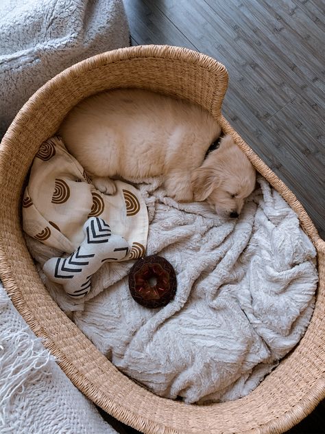 Puppy Mom Aesthetic, New Puppy Aesthetic, Golden Retriever Puppy Aesthetic, Golden Retriever Bed, Cute Puppies Golden Retriever, Negative Reinforcement, Kitten Training, Puppy Aesthetic, Therapy Dog Training