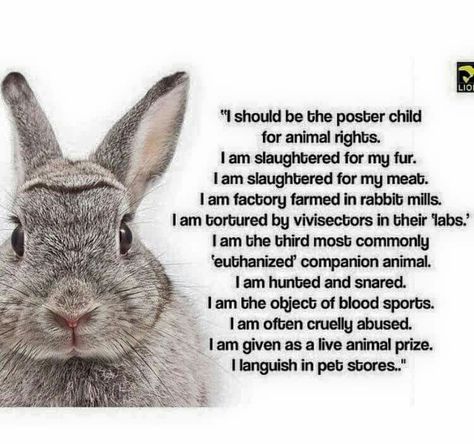 Rabbit Advocacy Animal Activism, Live Animals, Pet Bunny, Animal Companions, Animal Rights, Together We Can, Bunny Rabbit, Animal Kingdom, Cruelty Free