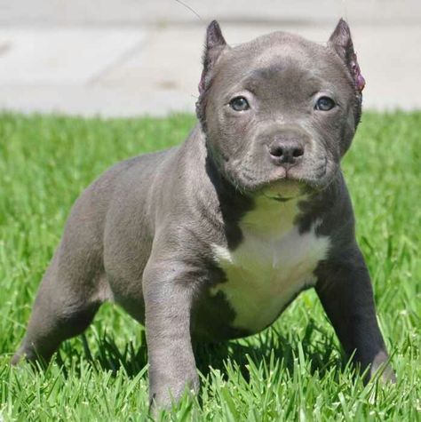 Buff dog Baby Pitbulls, Pitbull Dog Breed, Pitbull Puppies For Sale, Pit Bull Puppies, Pitt Bulls, Pot Belly, Pitbull Puppies, Pit Bulls, Pitbull Dog