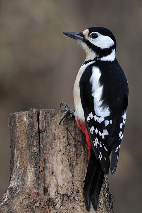 Great Spotted Woodpecker, Spotted Woodpecker, Bird Sitting, Most Beautiful Birds, Nature Birds, Backyard Birds, Bird Pictures, Exotic Birds, Pretty Birds