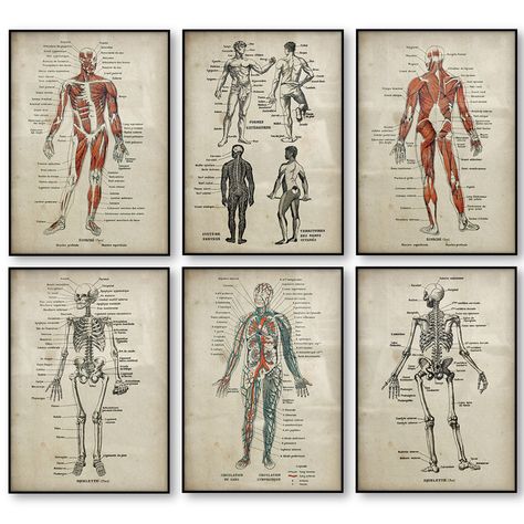 Anatomy Print Poster Set Medical Skeleton Human Body Muscle Vintage Poster Science Education Wall Art Picture Home Decoration _ - AliExpress Mobile Medical Skeleton, Human Body Muscles, Anatomy Wall Art, Skeleton Human, Poster Science, Medical Posters, Human Body Anatomy, Cheap Paintings, Body Anatomy