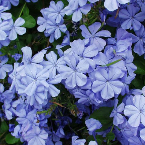 Plumbago  Plumbago auriculata Plumbago Auriculata, Evergreens For Shade, City Sign, Plant Guide, Wildlife Park, Summer Plants, How To Attract Hummingbirds, Water Resources, Leisure Arts