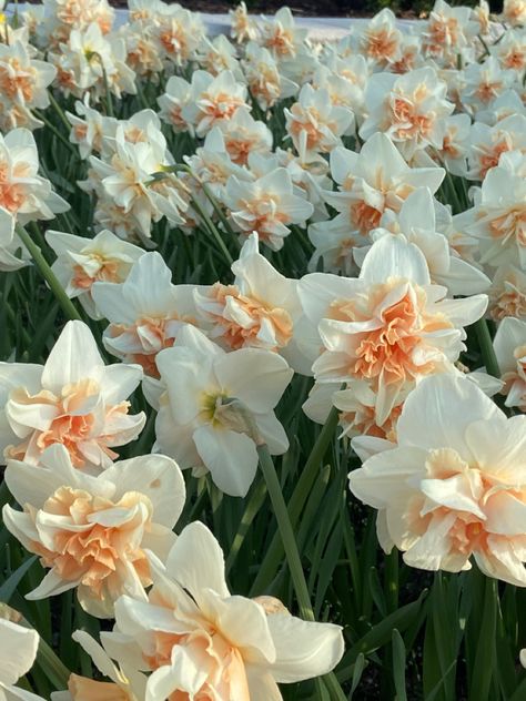 Daffodil Flower Aesthetic, Daffodil Background, Daffodil Aesthetic, Daffodils Aesthetic, Widget Flower, White Daffodils, March Birth Flowers, Calendar Background, Flower Window