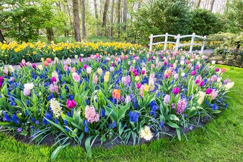 Tulip And Hyacinth Garden, Landscaping With Bulbs, Tulip Planting Design, Tulip Garden Layout, When To Plant Bulbs, Bulbs Garden Design, Spring Bulbs Garden, Bulb Garden, Plant Bulbs