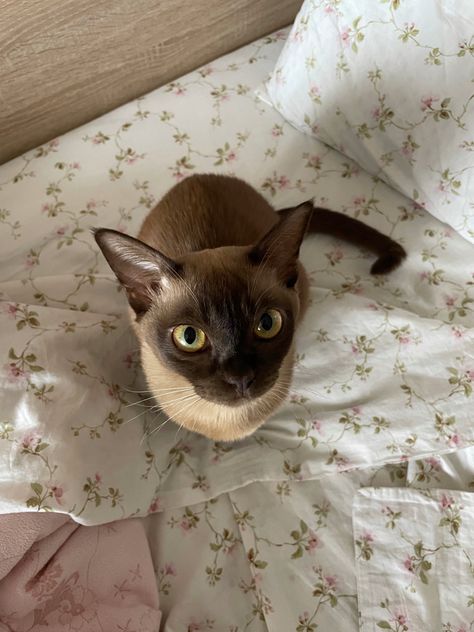 Burmese Cat Aesthetic, Brown Fluffy Cat, Chocolate Brown Cat, Burnese Cats, White And Brown Cat, Kittens Brown, Light Brown Cat, Dark Brown Cat, Brown Kitty