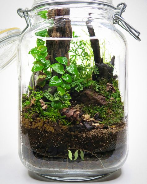 Terrarium Closed, Forest Terrarium, Best Terrarium Plants, Terrarium Scene, Tropical Terrariums, Build A Terrarium, Bonsai Forest, Terrarium Bowls, Beautiful Terrariums