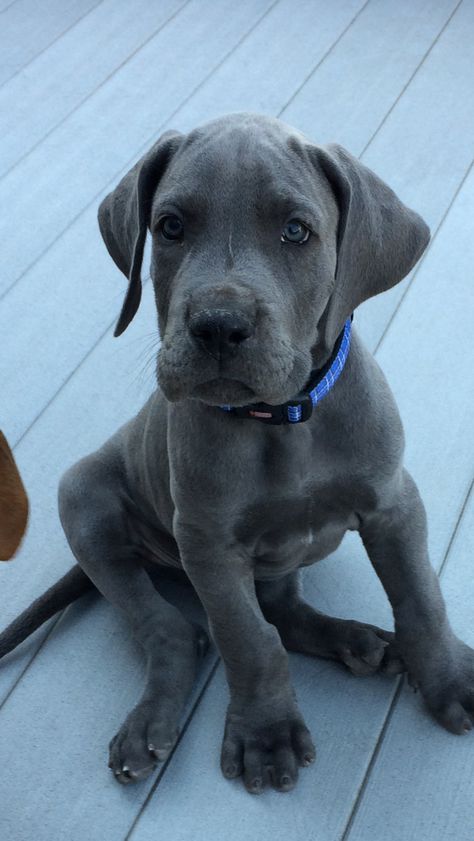 Blue Great Dane puppy 8 Weeks old Gray Great Dane, Puppy Great Dane, Blue Great Dane, Grey Great Dane Puppy, Great Dane Grey, Great Dane Aesthetic, Baby Great Dane, Blue Great Dane Puppies, Grey Great Dane