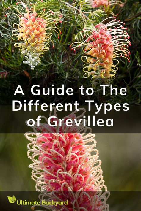 Add a pop of colour to your garden with Australia's native Grevillea plants. From the winter-blooming Grevillea australis to the vibrant Grevillea 'Elegance', find the perfect fit for your outdoor space. Check out the full guide. Grevillea Coastal Gem, Grevillea Tree, Grevillea Garden, Garden Border Plants, Australian Garden Design, Garden Board, Beach Shacks, Australian Trees, Ultimate Backyard