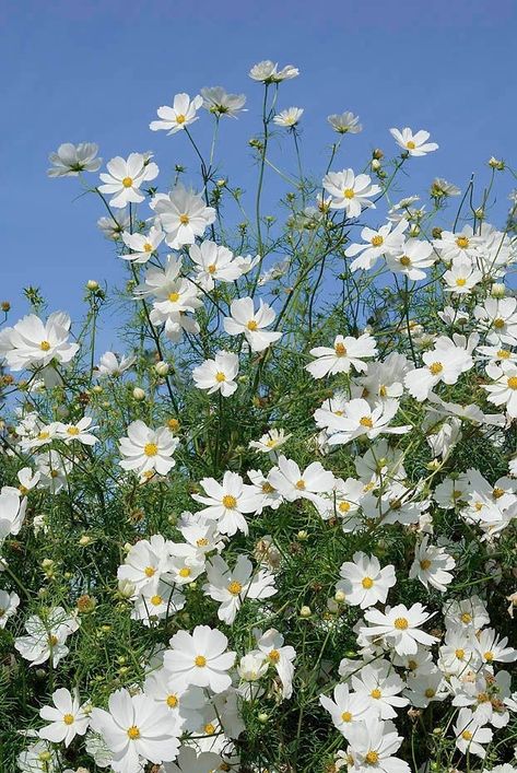 Cosmos Bipinnatus, Pretty Flowers Pictures, Cosmos Flowers, Garden Whimsy, Garden Deco, Garden Oasis, Floral Photo, Month Flowers, White Gardens