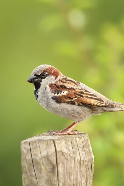 Get to know the House Sparrow, a common yet charismatic bird that frequents gardens and urban areas. Explore its habitat, diet, and fascinating social behaviour. Aesthetic Cute Wallpaper, Beak Mask, Sparrow Art, Bird Facts, Tattoo Animal, Bird Quotes, House Sparrow, Sparrow Bird, Common Birds