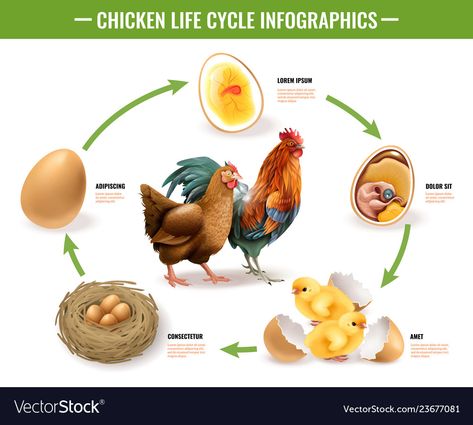 Life Cycle Infographic, Cycle Infographic, Cycle Stages, Chicken Life Cycle, Chicken Life, Life Cycle, Vector Illustration, Chicken