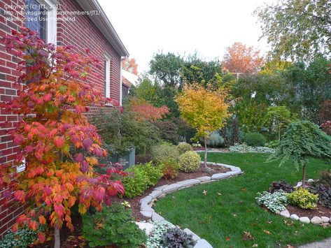 A. japonicum Aconitifolium 'Dancing Peacock' Japanese Maple Garden, Front Yards Curb Appeal, Dog Yard, Longwood Gardens, Fern Leaf, Backyard Paradise, Creative Gardening, Maple Tree, Japanese Maple