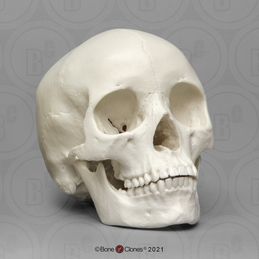 Human Female Asian Economy Skull Human Skull Drawing, Sugar Skull Decor, Skull Anatomy, Skull Reference, Skull Sketch, Real Skull, Belize City, Oldest Human, 3d Figures