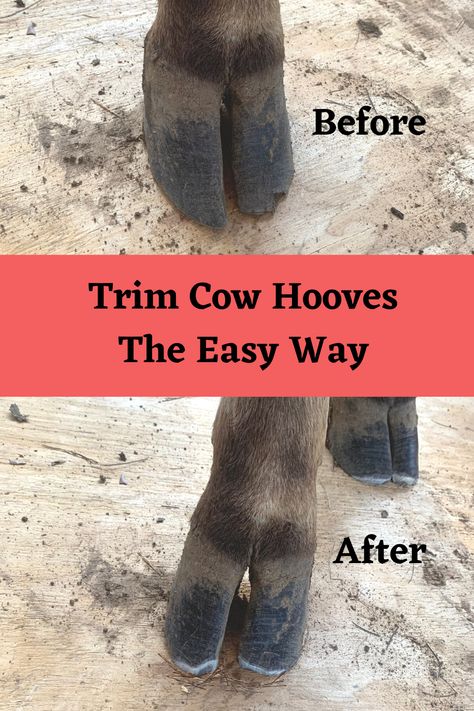 Caring For Cows, Sheep Hoof Trimming, Cow Hoof Trimming, Trimming Goat Hooves, Hoof Trimming Horse, Cow Hooves, Farrier Tools, Raising Farm Animals, Mini Cows