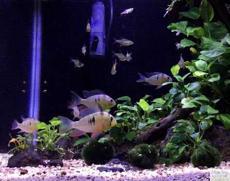 Bolivian Ram Cichlid, Fish Tank Themes, Planted Tank, Getting Bored, Fish Tank Plants, Pet Fish, Freshwater Aquarium, Aquariums, Fish Tank