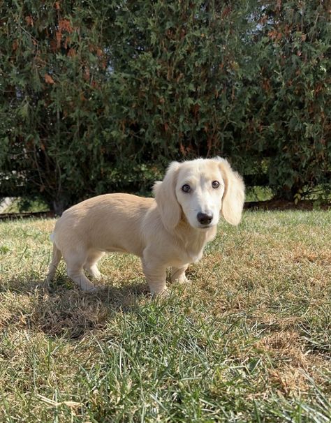 English Cream Mini Dachshund, Cream Mini Dachshund, Leo Leclerc, Dash Hound, English Cream Dachshund, White Dachshund, Dachshund Mini, Cream Dachshund, Daschund Puppies