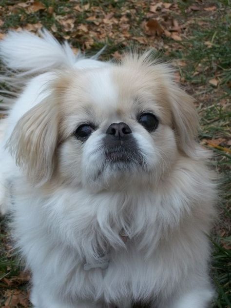 white pekinges face photo Small Dogs For Sale, Cute Dog Memes, Pekingese Puppies, Fu Dog, Pekingese Dogs, Dog Line, Shelter Dog, Japanese Chin, Dog Facts