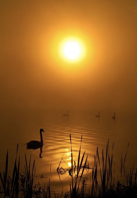 Sun Reference, Golden Lake, On Golden Pond, Trending Pins, Cat Tail, Lake Life, Sunrise Sunset, Painting Ideas, Art Boards