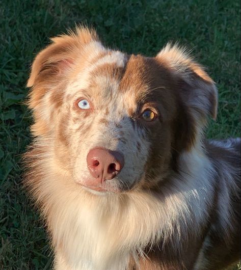 Blonde Australian Shepherd, Dog Pfps, Red Merle Australian Shepherd, Aussie Shepherd, Aussie Puppies, Scary Dogs, Australian Shepherd Dogs, Australian Shepherds, Unusual Animals