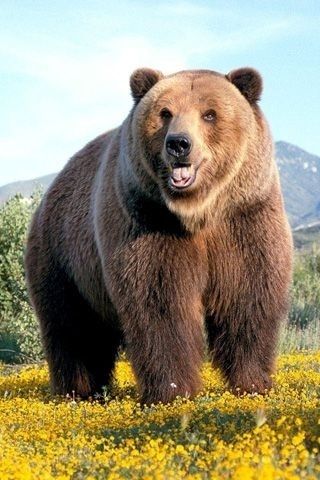 Facts About Bears, Joyful People, Forest Dweller, Russian Vodka, Bear Images, Bear Tattoos, Bear Photos, Bear Pictures, Bear Ears