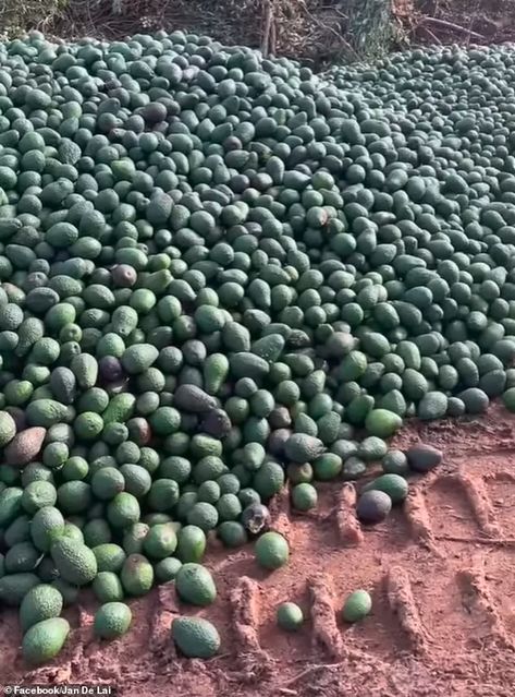 Thousands of avocados dumped in Atherton, north Queensland, near avocado farms | Daily Mail Online Avocado Farm, Being Dumped, Radio Host, Head Of Lettuce, Smashed Avocado, Avocado Tree, North Queensland, Fresh Produce, Fresh Vegetables