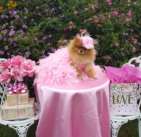 Birthday Pomeranian! Tea Time and Fancy Hats! Doggie Bag, Clover Field, Hero Of The Day, Pomeranian Dogs, Beautiful Puppies, Apartment Dogs, Teacup Pomeranian, Designer Dogs, Pomeranian Puppies