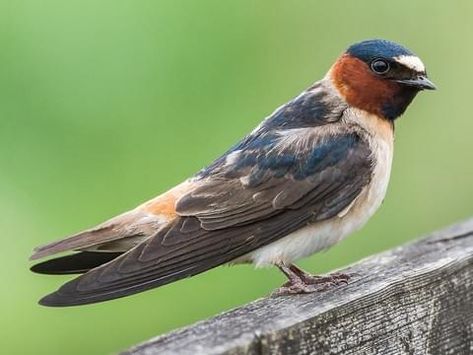 Cliff Swallow Overview, All About Birds, Cornell Lab of Ornithology Cliff Swallow, Tattoo Leg, Swallow Tattoo, Common Birds, Swallow Bird, Tropical Animals, Swallows, Bird Pictures, San Andreas