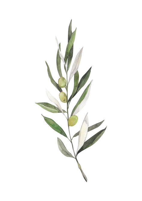 Watercolour Olive Branch, Olive Branch Drawing, Olive Branch Art, Olive Tree Branch, Islamic Design Pattern, Olive Branch Tattoo, Olive Plant, Olive Oil Packaging, Branch Tattoo