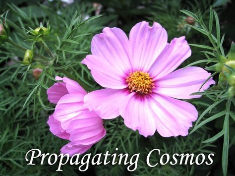 My experiments in propagating plants has extended to any and all plants that I have available in my garden. This includes some lovely Cosmo ... Cosmos Plant, Propagate Succulents, Propagating Succulents, Plant Propagation, Cosmos Flowers, Gardening 101, Cut Flower Garden, Flower Gardening, Replant